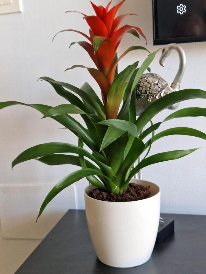 Apartment Acapulco With Pool Fuengirola